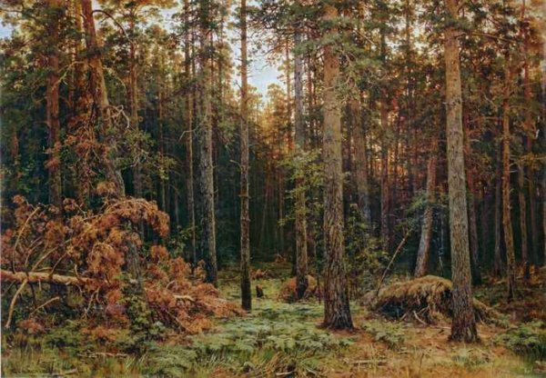 285 Шишкин, И.И. Сосновый лес